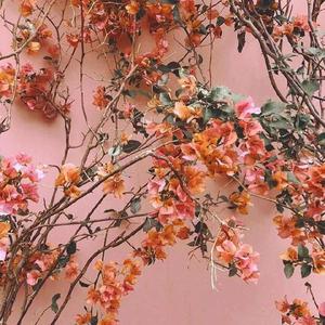 日木女性与动交zoz0z
