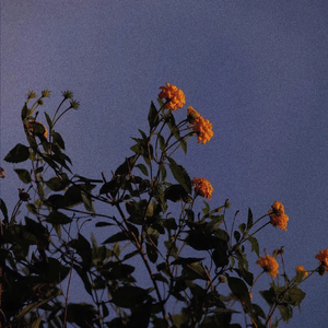 日木女性与动交zoz0z
